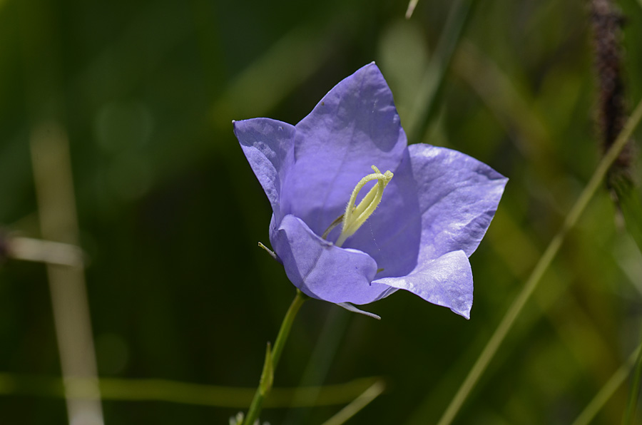 Campanula persicifolia / Campanula a foglie di pesco